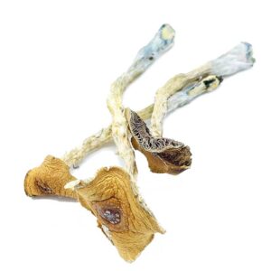 Buy Penis Envy Magic Mushrooms