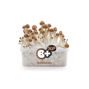 FRESH MUSHROOMS GROW KIT 'B+'