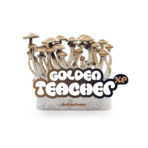 FRESH MUSHROOMS GROW KIT 'GOLDEN TEACHER'