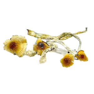 Huautla Magic Mushrooms