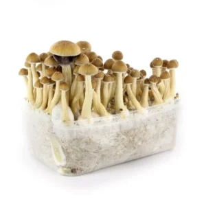 ZAMNESIA GROW KIT 'B+'