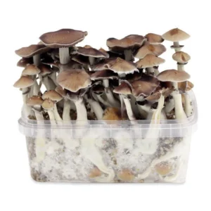 ZAMNESIA GROW KIT 'PES AMAZONIAN'
