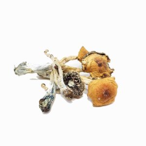Buy Penis Envy Magic Mushrooms