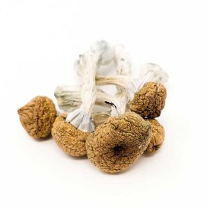 Texas Yellow Cap Magic Mushrooms