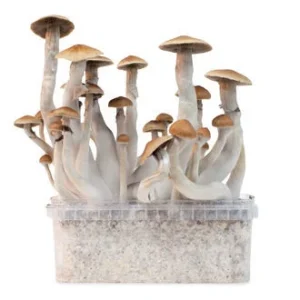 ZAMNESIA GROW KIT 'TREASURE COAST'