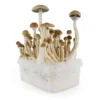 FRESH MUSHROOMS GROW KIT 'B+' - Image 3