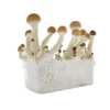 FRESH MUSHROOMS GROW KIT 'MCKENNAII' - Image 2